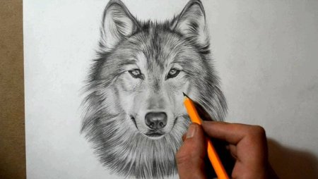 Красивые рисунки карандашом волк
