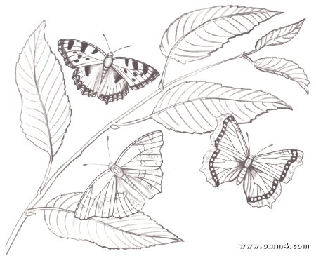 Бабочка на листочке раскраска