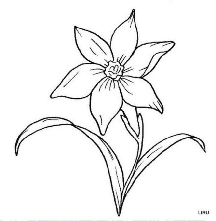 Дракон тату эскиз