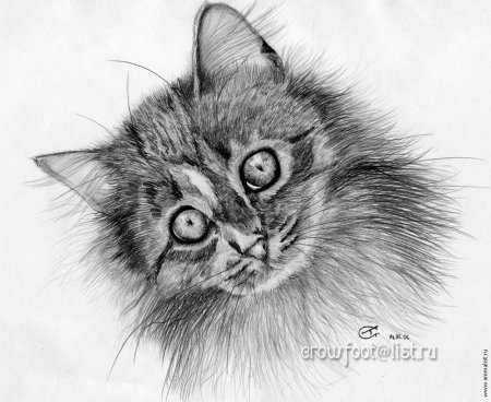 Нарисовать кошку простым карандашом