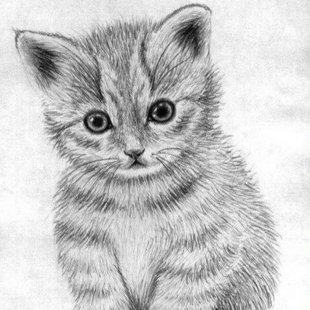 Кот карандашом