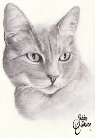 Кошка карандашом