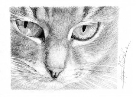 Кошка рисунок карандашом
