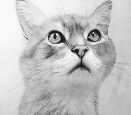 Рисунки карандашом животные кошки