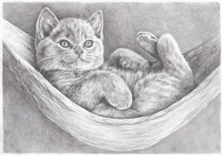 Зарисовка кота