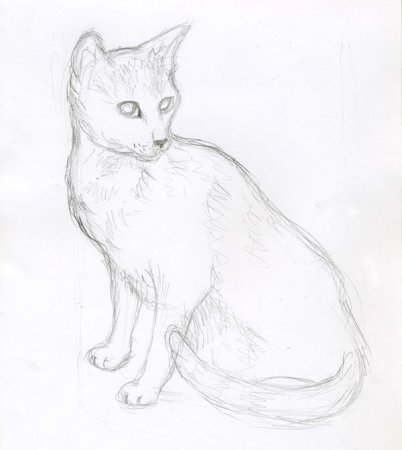 Кошка карандашом
