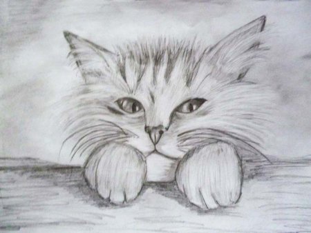 Мордочка кошки карандашом