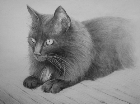 Кошка рисунок карандашом