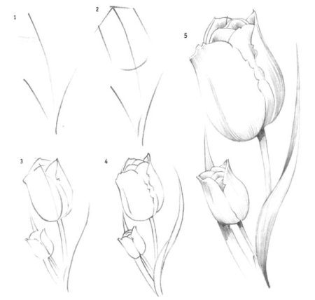 Поэтапное рисование нарцисса