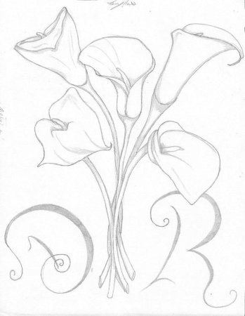 Каллы карандашом для срисовки