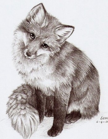 Карандашный набросок лисы