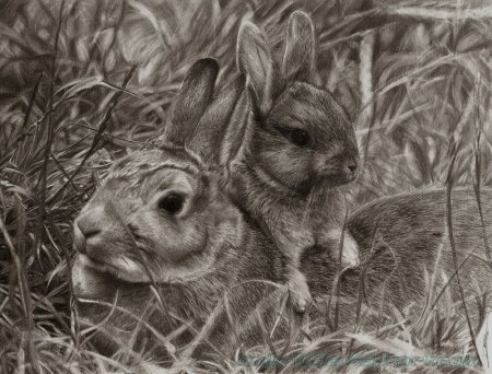 Графика карандашом