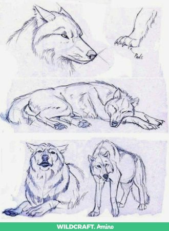 Схема рисования волка