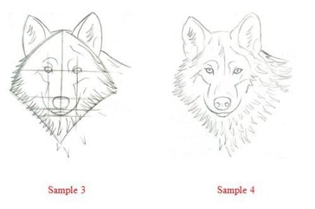 Волк рисунок поэтапно