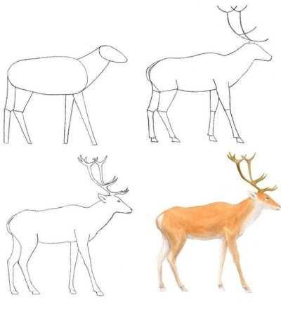 Снежный Барс рисунок карандашом поэтапно