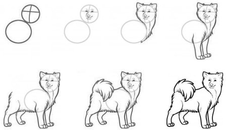 Как нарисовать белку