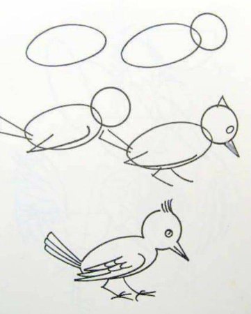 Поэтапное рисование птицы в старшей группе