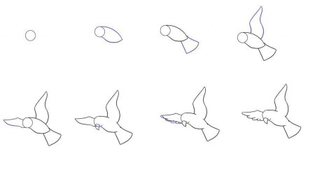 Поэтапное рисование птица в полете