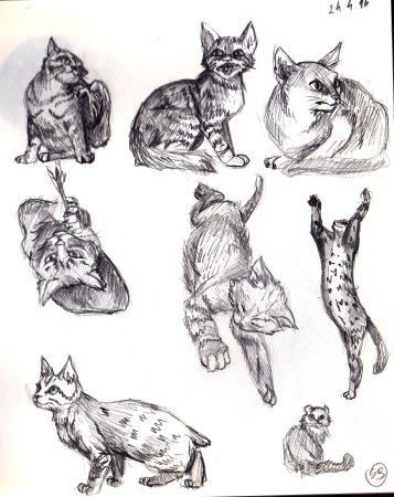 Скетчбук для рисования животных