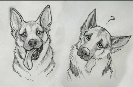 Наброски собак