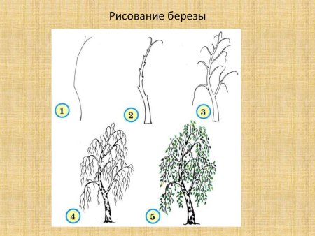 Рисование дерева береза