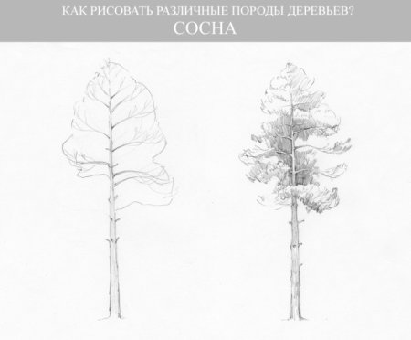 Поэтапное рисование дерева 4 класс