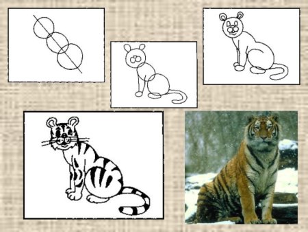 Как нарисовать тигра