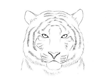 Морда тигра рисунок карандашом для детей