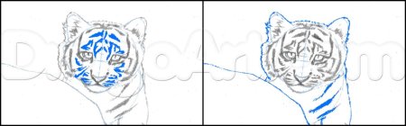 Рисунок тигра сбоку карандашом