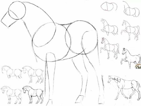 Лошадь сбоку схематичнморда поэтппго