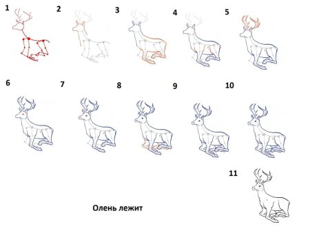 Пошаговое рисование оленя