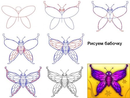Поэтапный рисунок бабочки