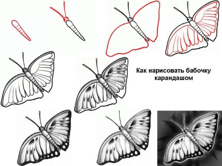 Схема рисования бабочки
