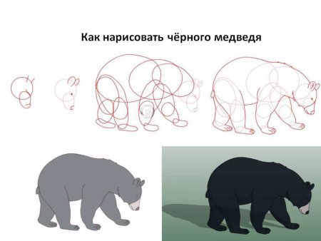 Как нарисовать мидведьа