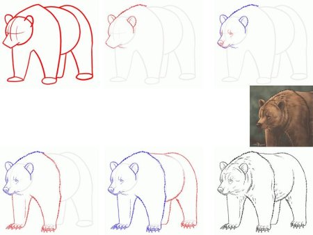 Как нарисовать медведя