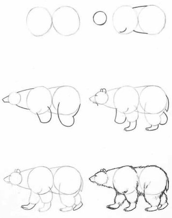 Поэтапное рисование медведя