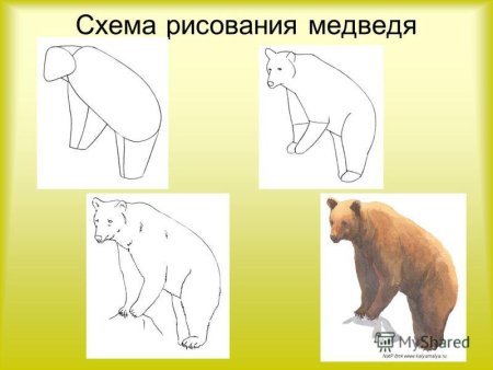 Этапы рисования медведя