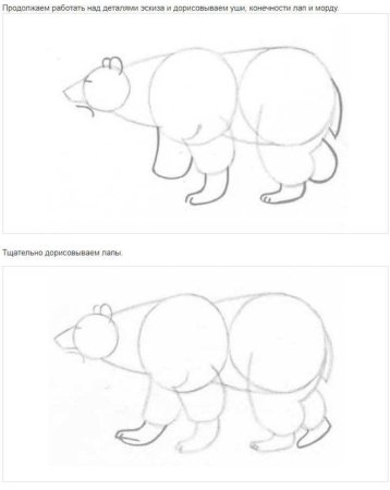Как нарисовать медведя сбоку