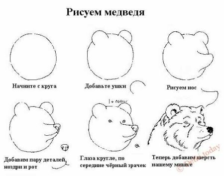 Пошаговый рисунок медведя