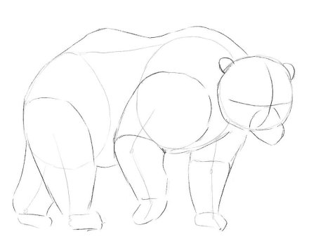 Этапы рисования медведя