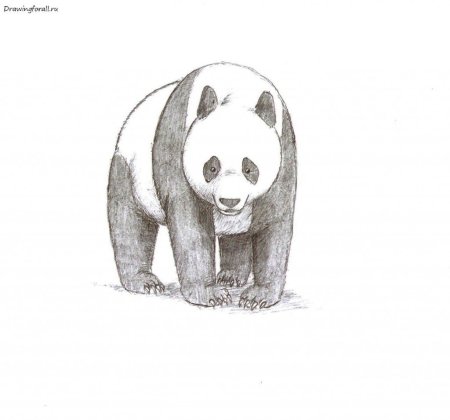 Панда пошаговое рисование для детей