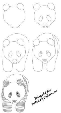Панда рисунок для срисовки