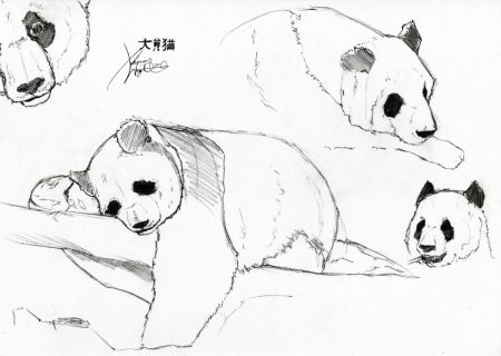 Поэтапное рисование панды