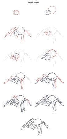 Как нарисовать паука