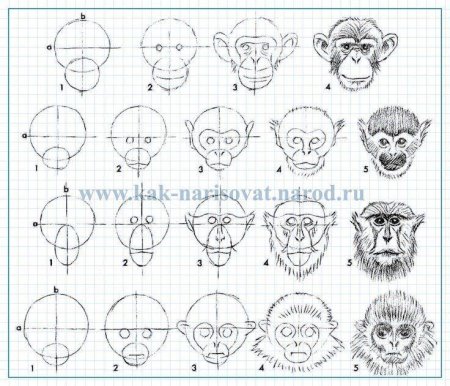 Обезьянка рисунок схема
