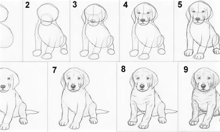 Поэтапное рисование собаки для детей