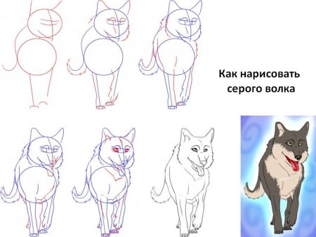 Как рисовать волка