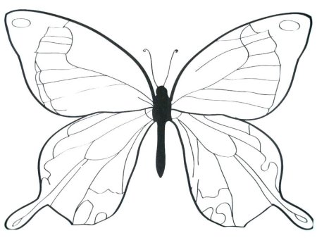 Контур бабочки для рисования