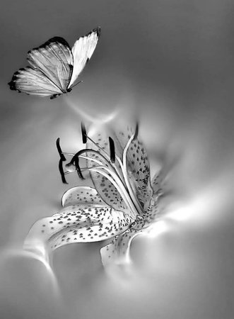 Красивые черно белые картины