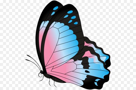 Бабочка с боку